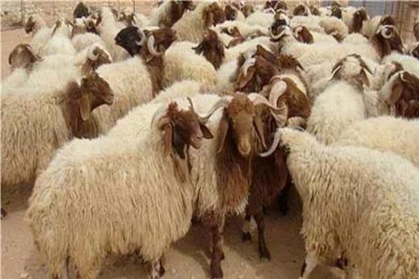 جمعية المركز الاسلامي تطلق حملة موسم الأضاحي